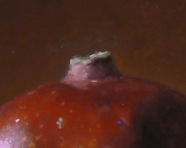 pomegranate_3-detail2
