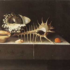 Adriaen_Coorte_-_Shells_-_1698