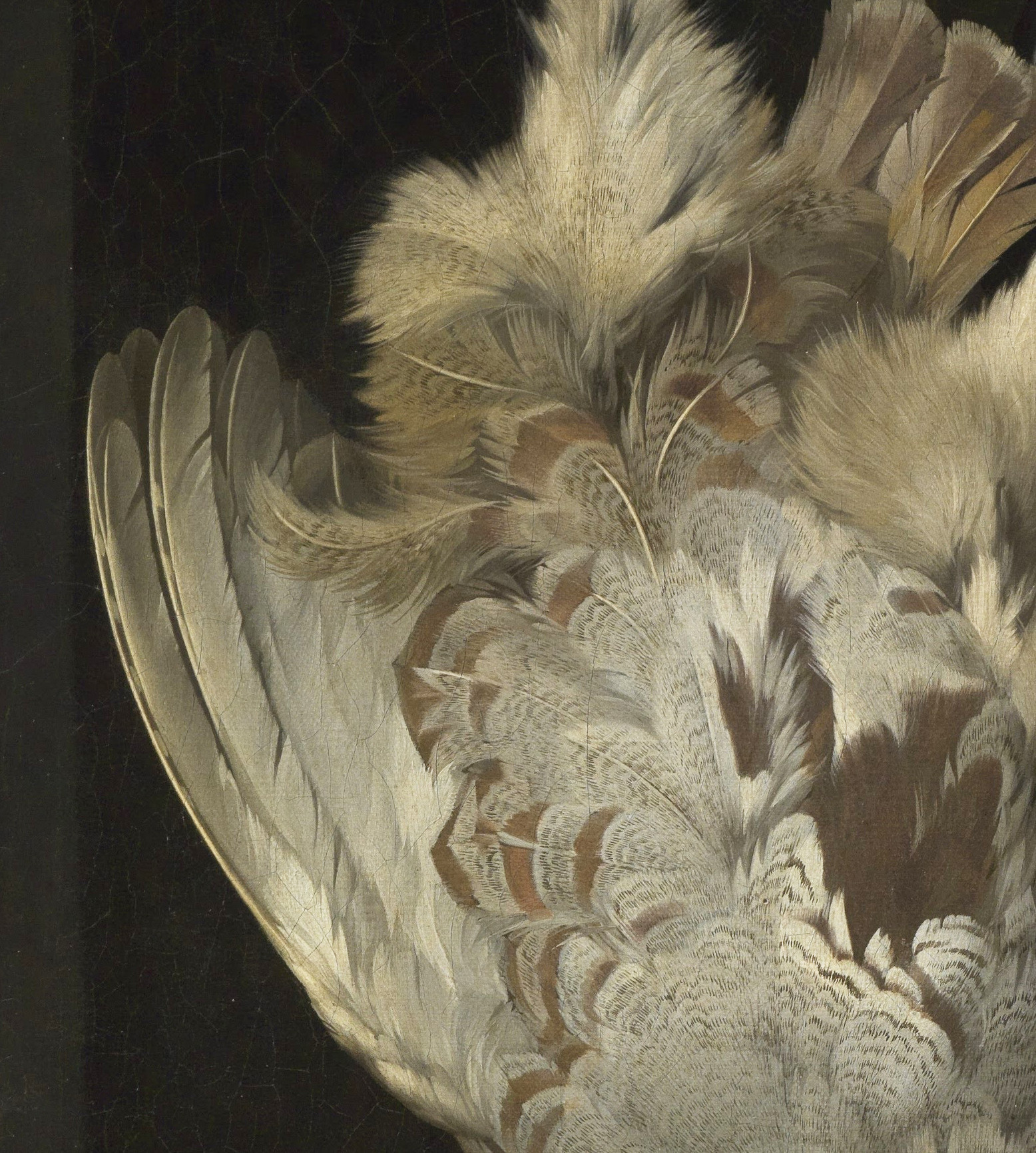 van Aelst feathers2